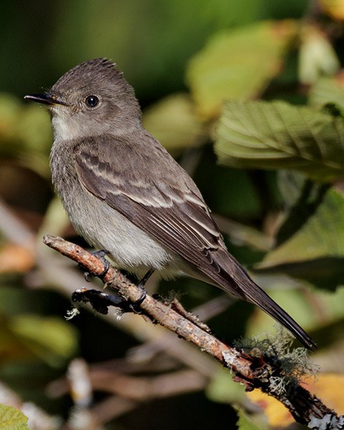 Western Wood-Pewee