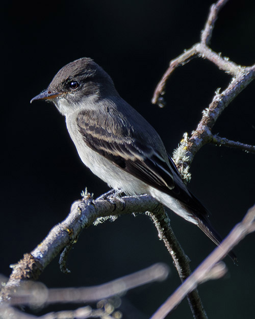 Western Wood-Pewee