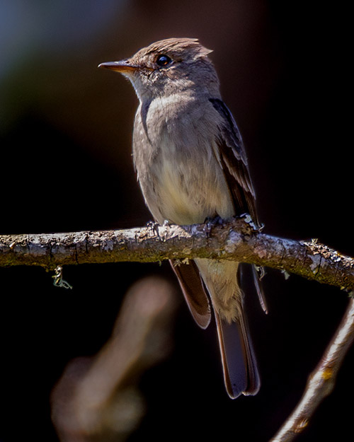 Western Wood-Pewee