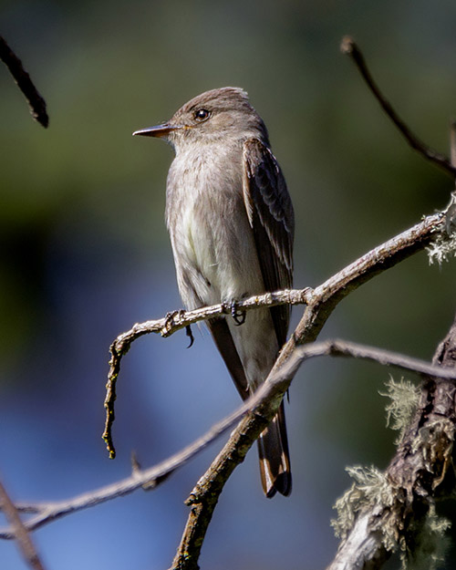 Western Wood-Pewee