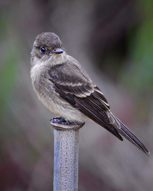 Western Wood-Pewee