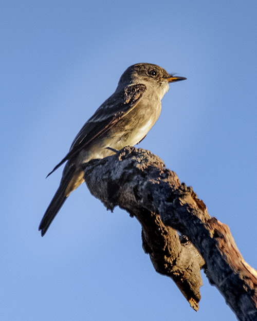 Western Wood-Pewee