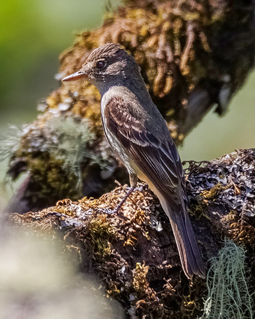 Western Wood-Pewee