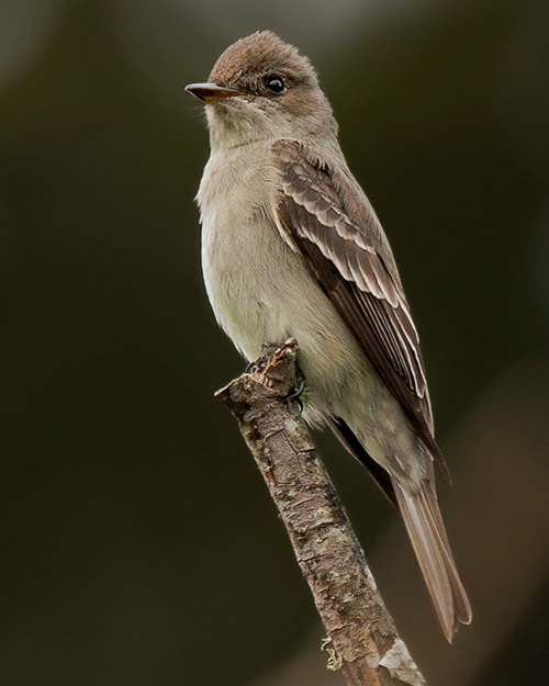 Western Wood-Pewee