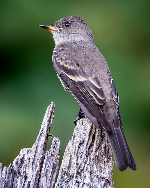 Western Wood-Pewee