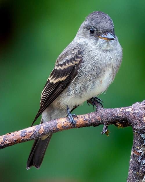 Western Wood-Pewee