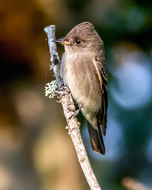 Western Wood-Pewee