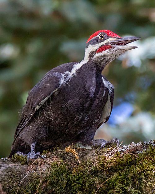 Pileated Woodpecker