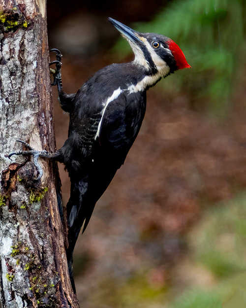 Pileated Woodpecker