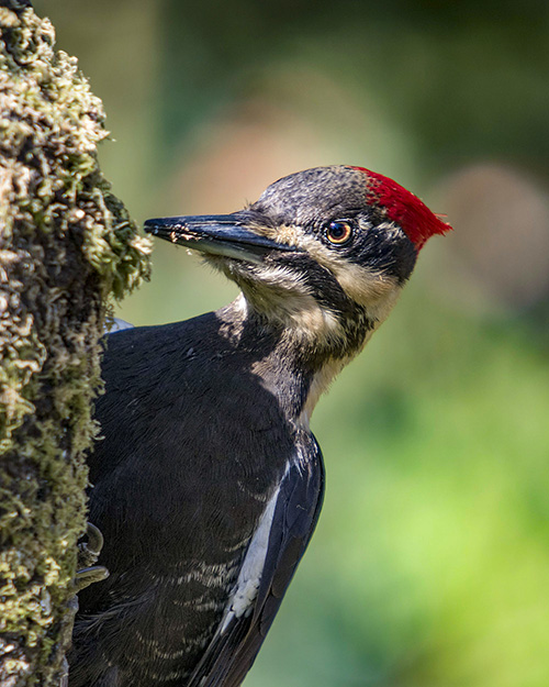 Pileated Woodpecker