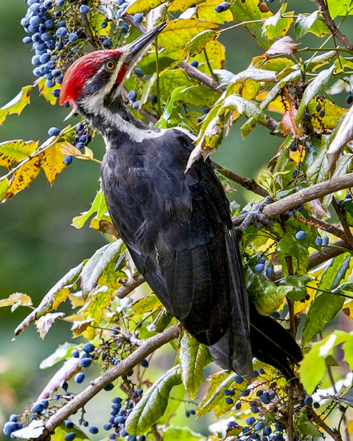 Pileated Woodpecker