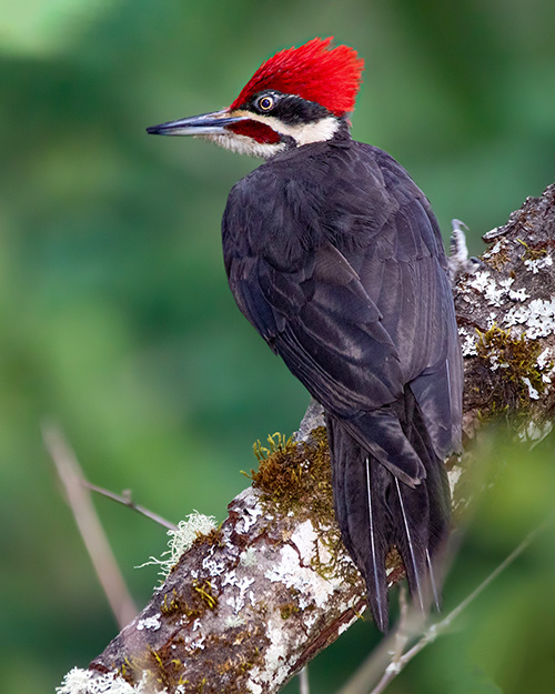 Pileated Woodpecker