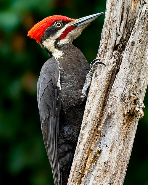 Pileated Woodpecker