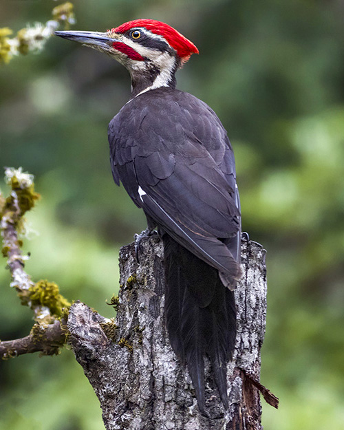 Pileated Woodpecker