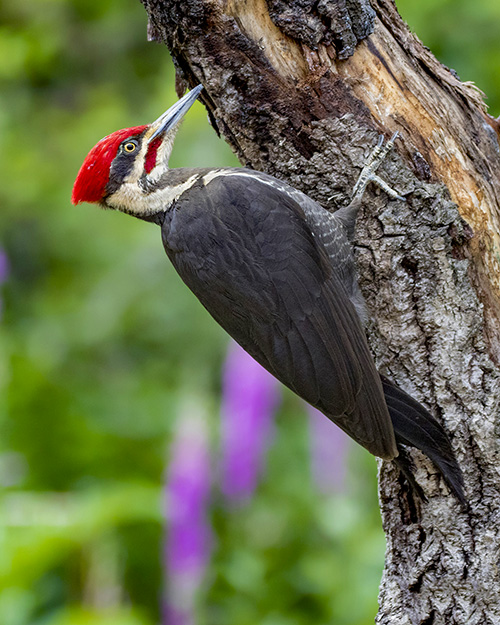 Pileated Woodpecker