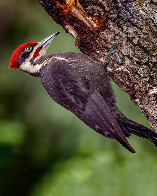 Pileated Woodpecker