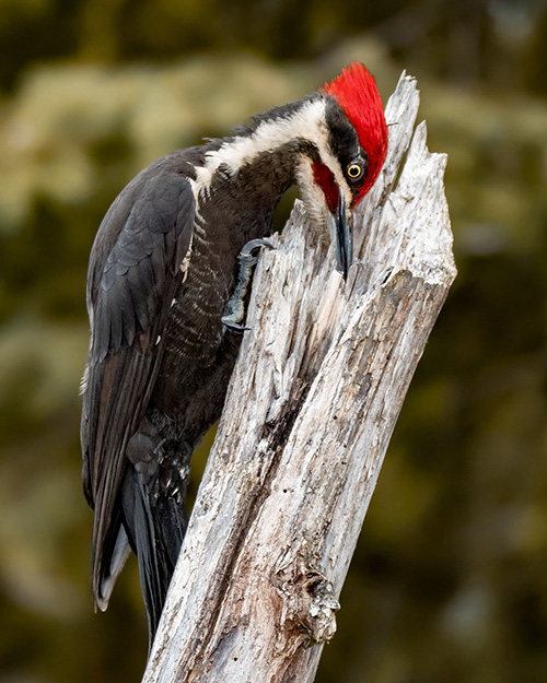 Pileated Woodpecker