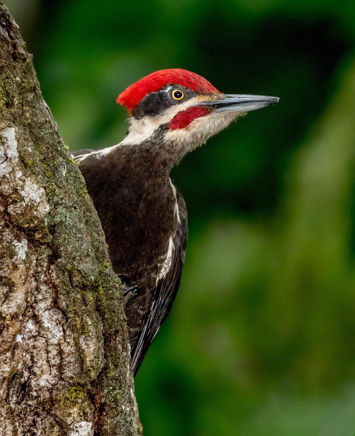 Pileated Woodpecker