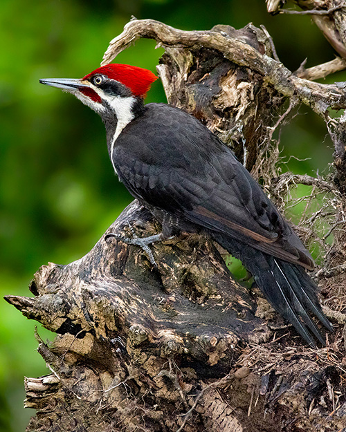 Pileated Woodpecker