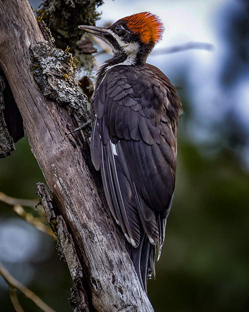 Pileated Woodpecker
