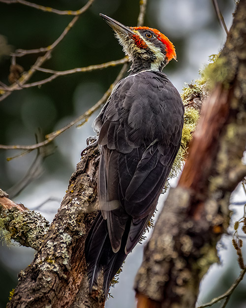 Pileated Woodpecker