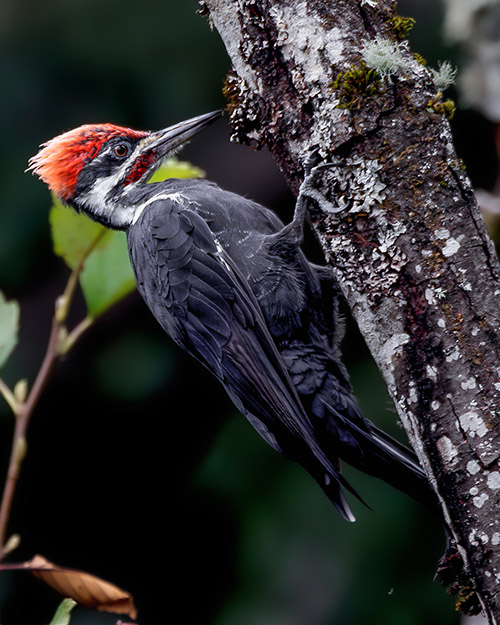 Pileated Woodpecker