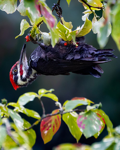 Pileated Woodpecker