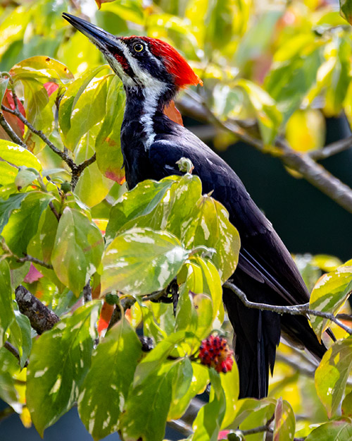 Pileated Woodpecker