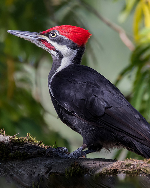 Pileated Woodpecker