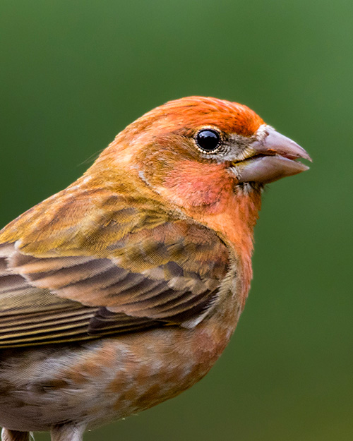 Purple Finch