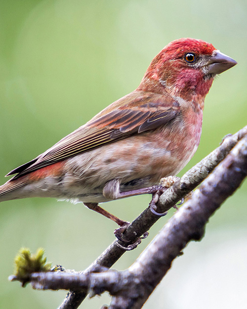 Purple Finch