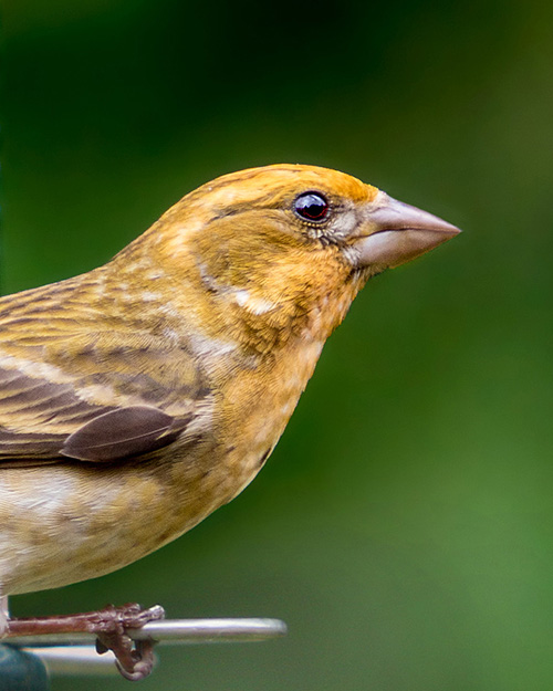 Purple Finch