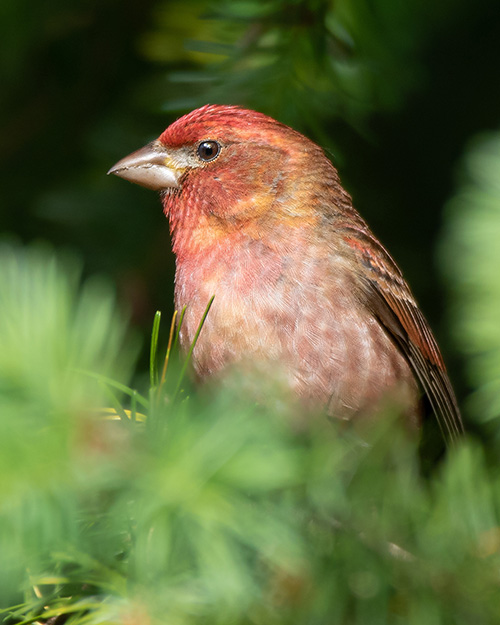 Purple Finch