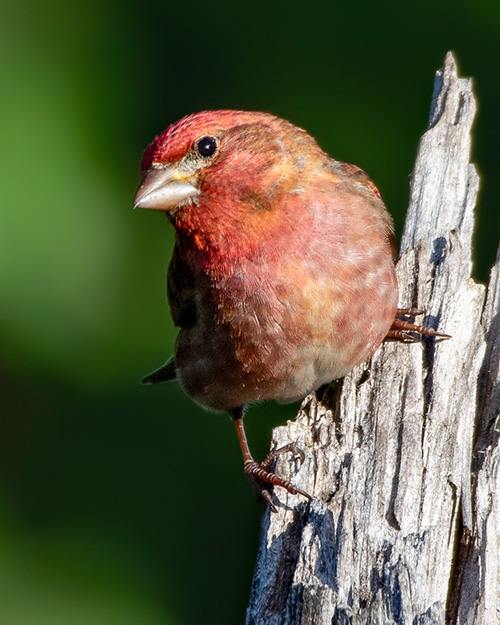 Purple Finch