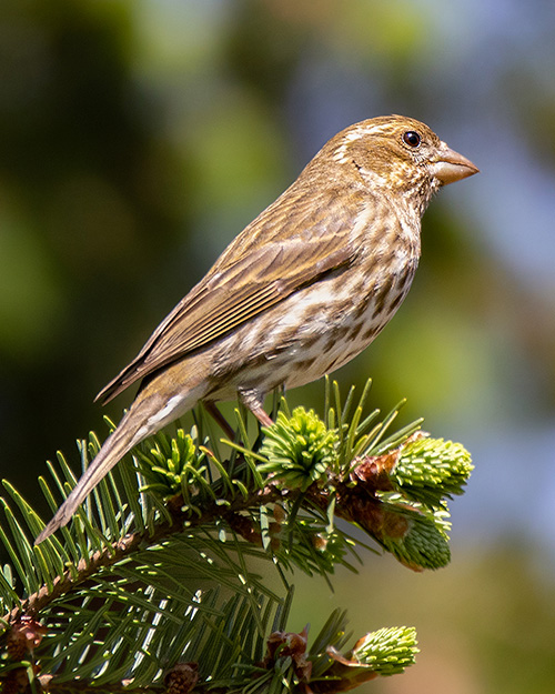 Purple Finch