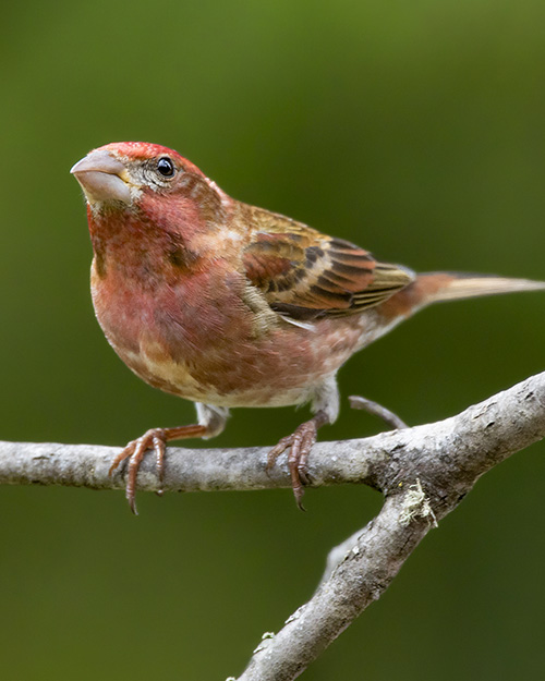 Purple Finch