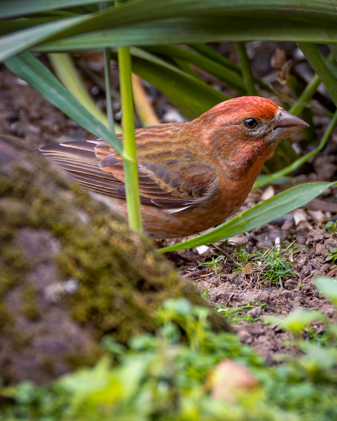 Purple Finch