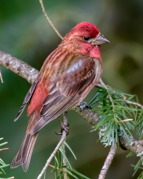 Purple Finch