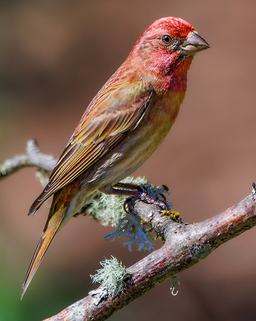 Purple Finch