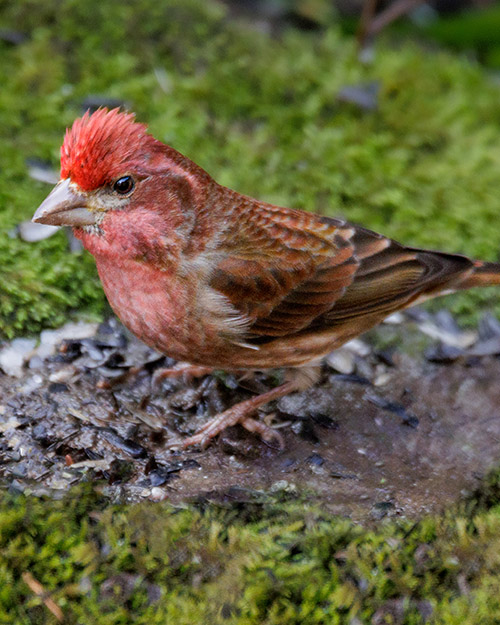 Purple Finch