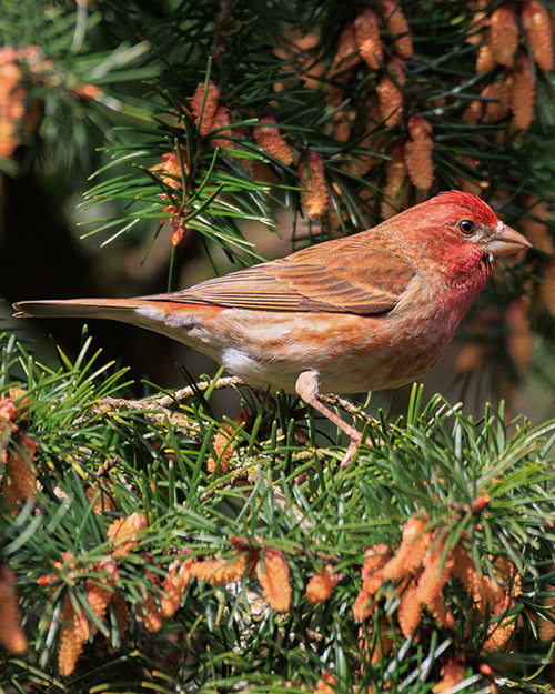 Purple Finch