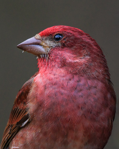 Purple Finch