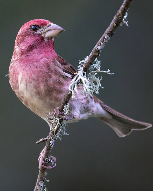 Purple Finch