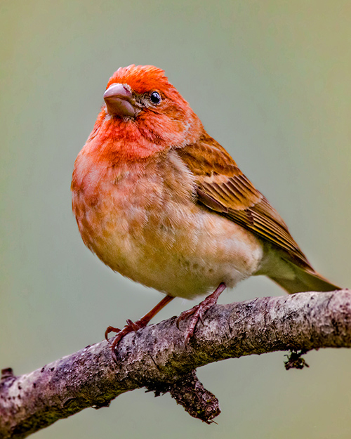 Purple Finch