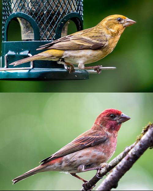 Purple Finch