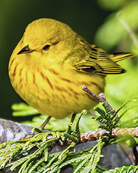 Yellow Warbler 