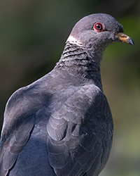 Band-tailed Pigeon