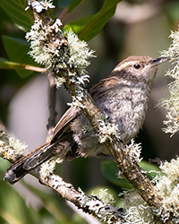 Bewick's Wren