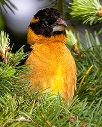 Black-headed Grosbeak
