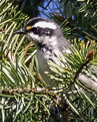 Black-throated Grey Warbler